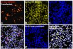 V5 Tag Antibody in Immunocytochemistry (ICC/IF)