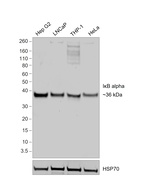 IkB alpha Recombinant Rat Monoclonal Antibody (MFRDTRK)