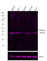 IkB alpha Recombinant Rat Monoclonal Antibody (MFRDTRK), Alexa Fluor™ Plus 647
