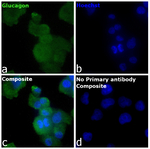 Glucagon Recombinant Mouse Monoclonal Antibody (ICACLS)