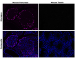 Glucagon Antibody in Immunohistochemistry (Paraffin) (IHC (P))