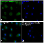 Glucagon Recombinant Mouse Monoclonal Antibody (ICACLS), Alexa Fluor™ Plus 488