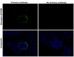 Glucagon Antibody in Immunohistochemistry (Paraffin) (IHC (P))