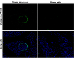 Glucagon Antibody in Immunohistochemistry (Paraffin) (IHC (P))