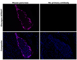 Glucagon Antibody in Immunohistochemistry (Paraffin) (IHC (P))
