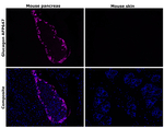 Glucagon Antibody in Immunohistochemistry (Paraffin) (IHC (P))