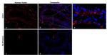 CCL4 (MIP-1 beta) Recombinant Mouse Monoclonal Antibody (FL34Z3L)