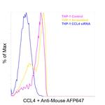CCL4 (MIP-1 beta) Antibody