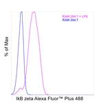 IkB zeta Antibody
