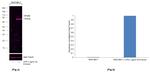 IkB zeta Antibody