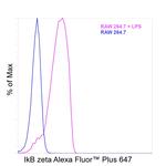 IkB zeta Antibody