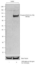Phospho-STAT3 (Tyr705) Recombinant Mouse Monoclonal Antibody (LUVNKLA)