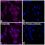 Insulin Antibody in Immunocytochemistry (ICC/IF)