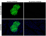 Insulin Antibody in Immunohistochemistry (Paraffin) (IHC (P))