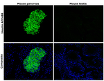 Insulin Antibody in Immunohistochemistry (Paraffin) (IHC (P))