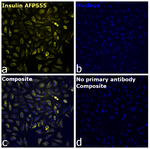 Insulin Recombinant Mouse Monoclonal Antibody (ICBTACLS), Alexa Fluor™ Plus 555