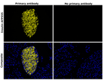 Insulin Antibody in Immunohistochemistry (Paraffin) (IHC (P))