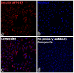 Insulin Recombinant Mouse Monoclonal Antibody (ICBTACLS), Alexa Fluor™ Plus 647
