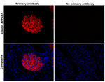 Insulin Antibody in Immunohistochemistry (Paraffin) (IHC (P))