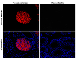 Insulin Antibody in Immunohistochemistry (Paraffin) (IHC (P))