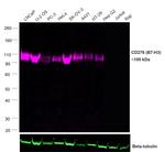 CD276 (B7-H3) Recombinant Rat Monoclonal Antibody (M3.2D7), Alexa Fluor™ Plus 647
