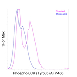 Phospho-LCK (Tyr505) Antibody