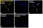 Phospho-LCK (Tyr505) Recombinant Mouse Monoclonal Antibody (SRRCHA), Alexa Fluor™ Plus 555
