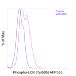 Phospho-LCK (Tyr505) Antibody