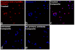 Phospho-LCK (Tyr505) Recombinant Mouse Monoclonal Antibody (SRRCHA), Alexa Fluor™ Plus 647