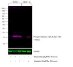 Phospho-Histone H2A.X (Ser139) Antibody in Western Blot (WB)