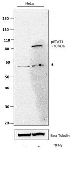 Phospho-STAT1 (Tyr701) Recombinant Mouse Monoclonal Antibody (KIKSI0803)