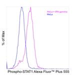 Phospho-STAT1 (Tyr701) Recombinant Mouse Monoclonal Antibody (kiksi0803), Alexa Fluor™ Plus 555