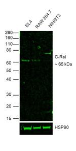 c-Rel Antibody