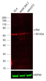 c-Rel Antibody