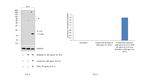 IL-17A Antibody in Western Blot (WB)