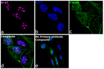 Ki-67 Antibody in Immunocytochemistry (ICC/IF)