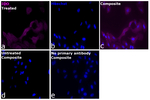 IDO Antibody