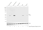 IDO Antibody in Western Blot (WB)