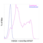 VSIG4 Antibody in Flow Cytometry (Flow)