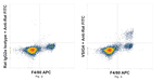 VSIG4 Recombinant Rat Monoclonal Antibody (NLA14)