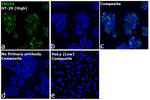 CD133 (Prominin-1) Antibody in Immunocytochemistry (ICC/IF)