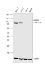 CD133 (Prominin-1) Antibody in Western Blot (WB)