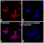 CD20 Recombinant Rat Monoclonal Antibody (QCH6A7)