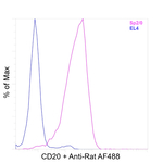 CD20 Antibody