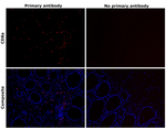 CD8a Antibody in Immunohistochemistry (Paraffin) (IHC (P))