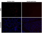 CD8a Recombinant Mouse Monoclonal Antibody (AMC908)