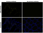 CD8a Antibody in Immunohistochemistry (Paraffin) (IHC (P))