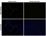 CD8a Antibody