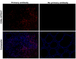 CD8a Antibody in Immunohistochemistry (Paraffin) (IHC (P))