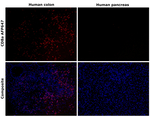 CD8a Recombinant Mouse Monoclonal Antibody (AMC908), Alexa Fluor™ Plus 647